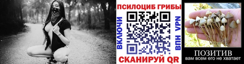Псилоцибиновые грибы Psilocybine cubensis  Кола 